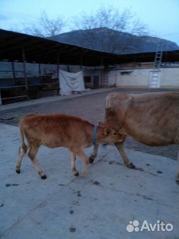 Коровы чистые, здоровые, ухоженные, дойные, с теля купить на Зозу.ру - фотография № 1