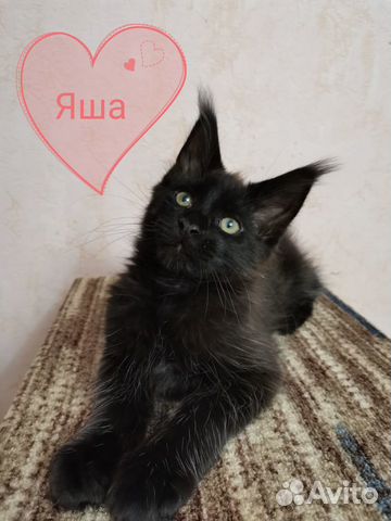 Котята Мейн-кун купить на Зозу.ру - фотография № 2