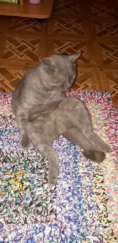 Пропал кот купить на Зозу.ру - фотография № 6