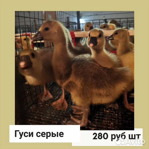 Цыплята и утята, бройлеры купить на Зозу.ру - фотография № 5