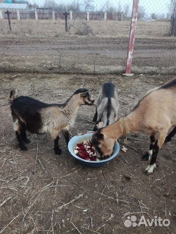 Чешско-альпийские козы купить на Зозу.ру - фотография № 8
