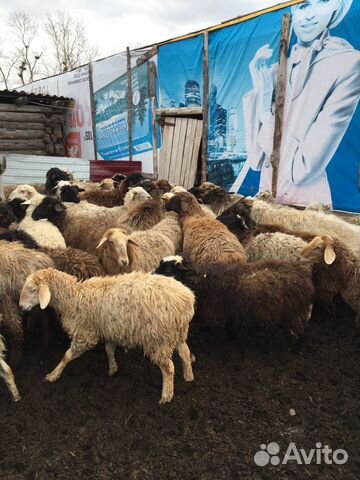Баран овцы Курдачные купить на Зозу.ру - фотография № 1