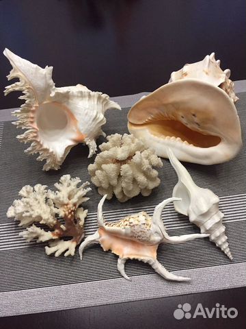Морские раковины