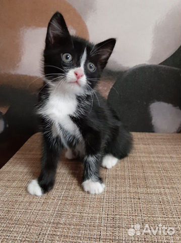 Котенок мальчик в добрые руки Котенок мальчик в добрые руки