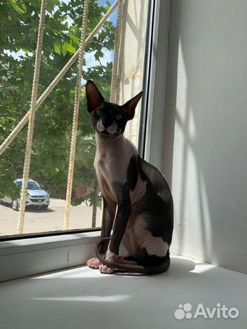 Сфинкс Кот на вязку Сфинкс Кот на вязку