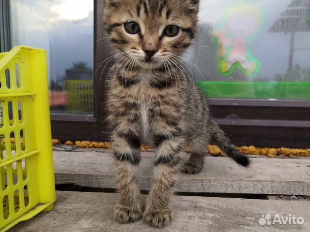 Котёнок в добрые руки Котёнок в добрые руки