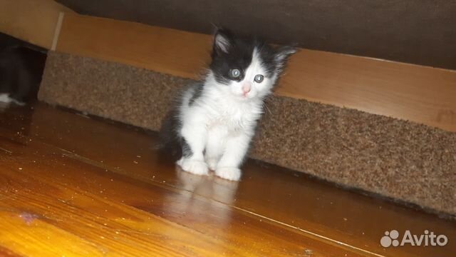 Котята в добрые руки Котята в добрые руки