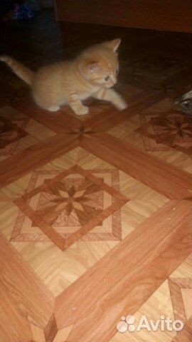 Котята