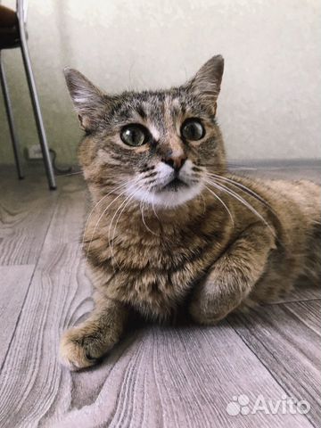 Молодая стерилизованная кошечка ищет добрые руки
