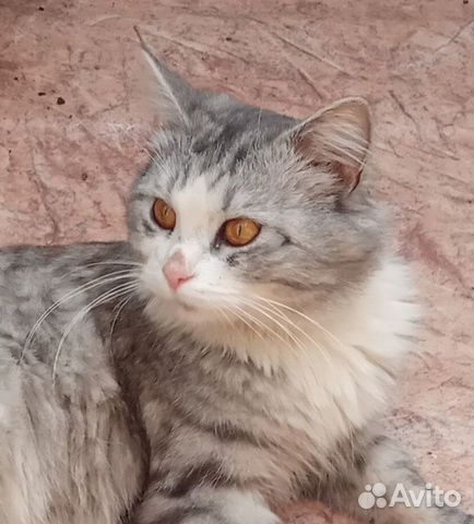 Котик Барсик в добрые руки Котик Барсик в добрые руки
