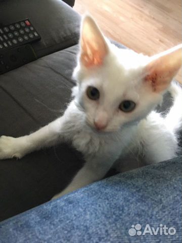 Котёнок ищет дом Котёнок ищет дом