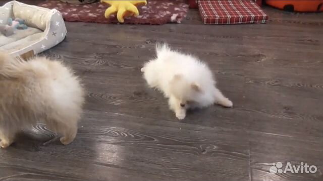 Мини шпиц щенки Мини шпиц щенки