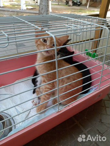 Котят в добрые руки