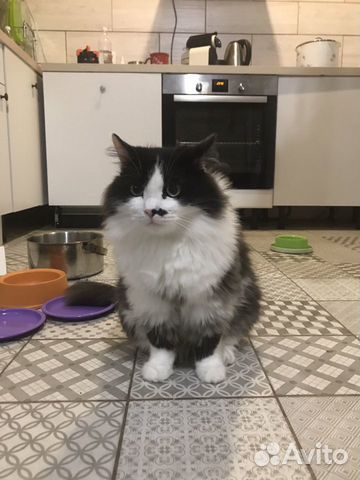 Котик