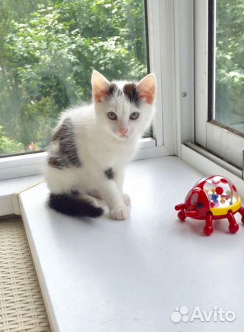 Котенок (мальчик, 2 месяца) в дар Котенок (мальчик, 2 месяца) в дар