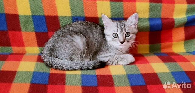 Котята скоттиш страйт ждут своих хозяев