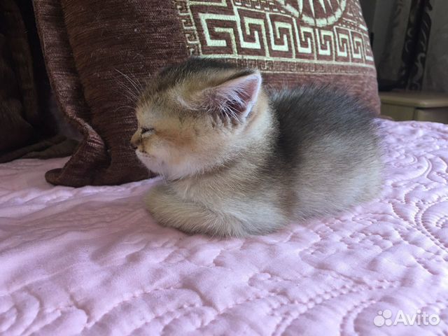 Британский котёнок с окрасом золотистая шиншила