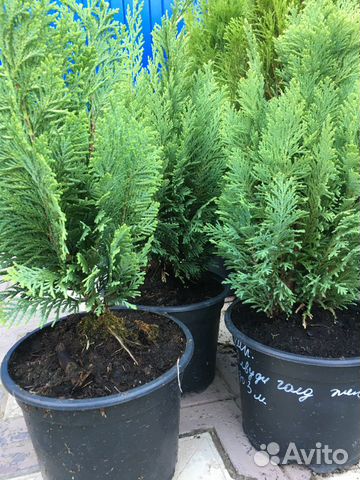 Хвойные растения