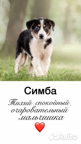 Собака