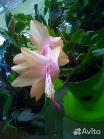 Декабрист жёлтый,белый,красный,розовый,оранжевый