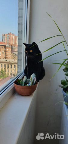 Породистый британец ждёт британочку в гости/ вязка