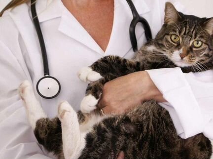 Ветеринарный врач на дом круглосуточно