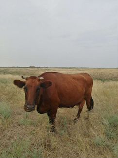 Коровы дойные красно степные - фотография № 1