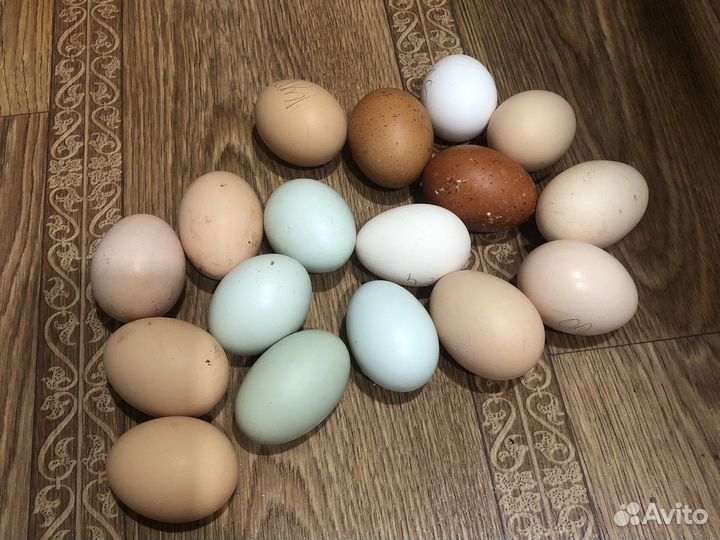 Яйца инкубационные куриные, цесариные и утиные