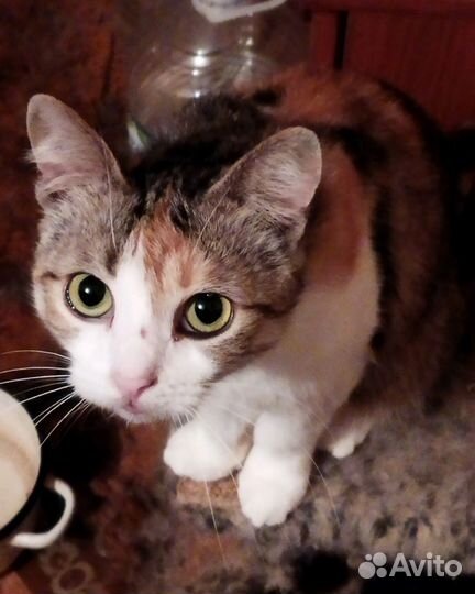 Кошечка ищет дом