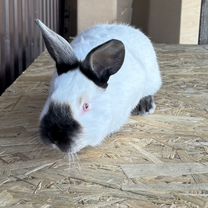 Калифорния Кролик