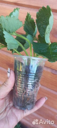 Рассада клубники Мармолада