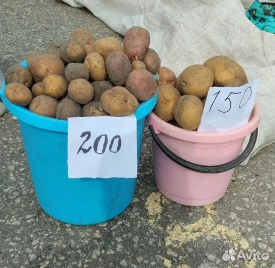 Картофель