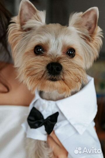 Рубашка на маленькую собачку