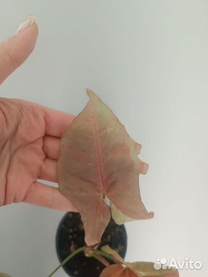 Сингониум розовая икра