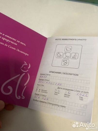 Бенгальский кот, вязка