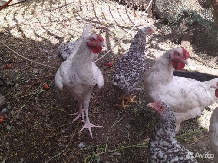 Пушкинский петух