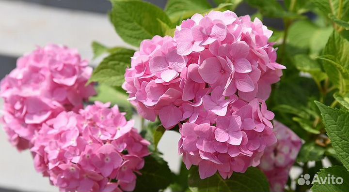 Гортензия крупнолистная красная