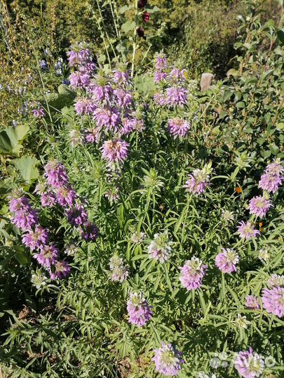 Полынь, чистотел, тысячелистник, зверобой