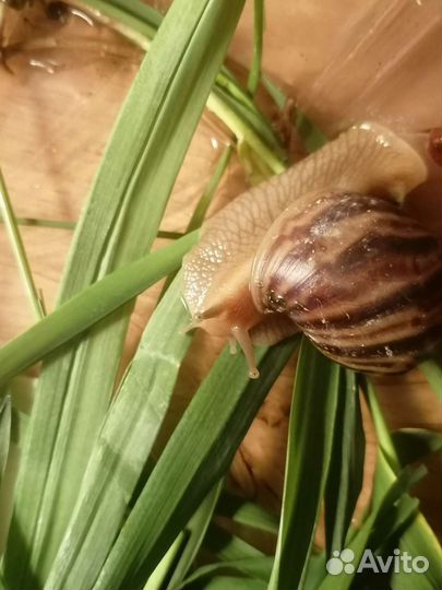 Улитка ахатину иммакулята