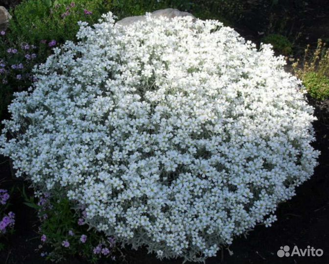 Ясколка (почвопокровник)