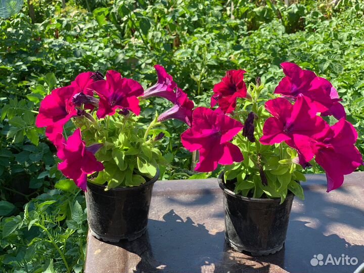 Вегетативная петуния