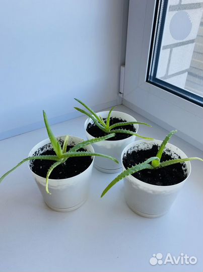 Алоэ столетник