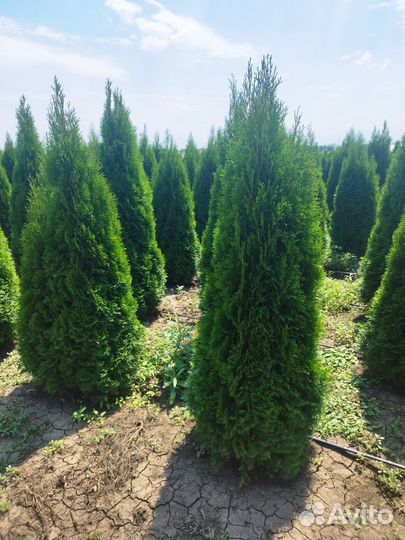Туя смарагд премиум класса