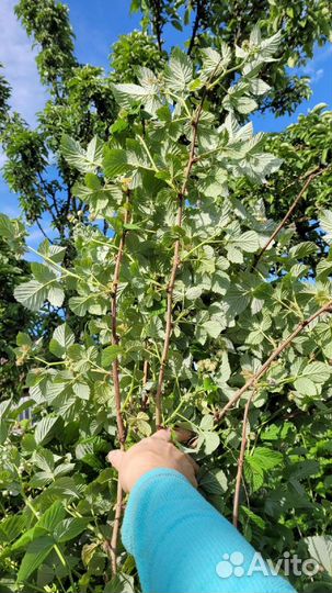 Саженцы малины