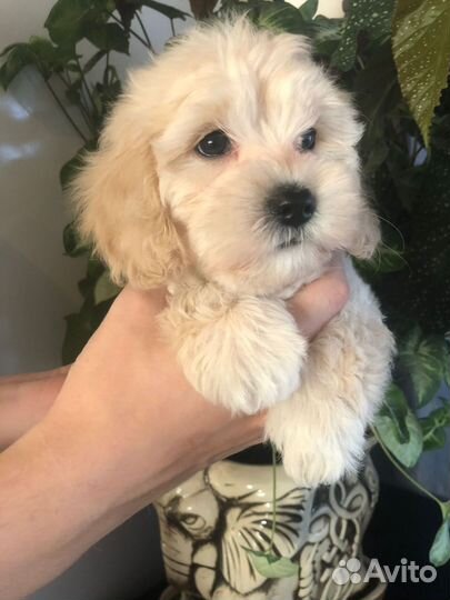 Мальтипу f1 девочка