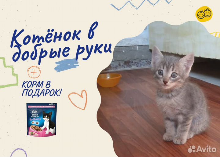 Котята в добрые руки