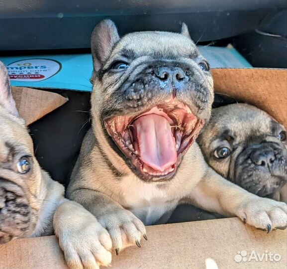 Щенки французского бульдога РКФ