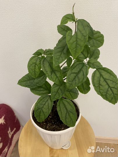 Клеродендрум