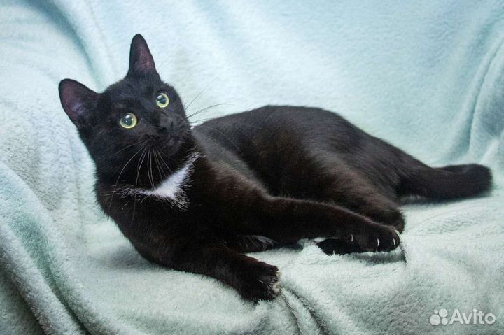 Кошка в дар