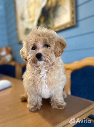 Детки мальтипу ф1